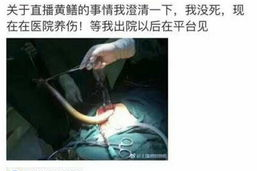 女主播黄鳝 mp4,揭秘网络直播的暗流涌动